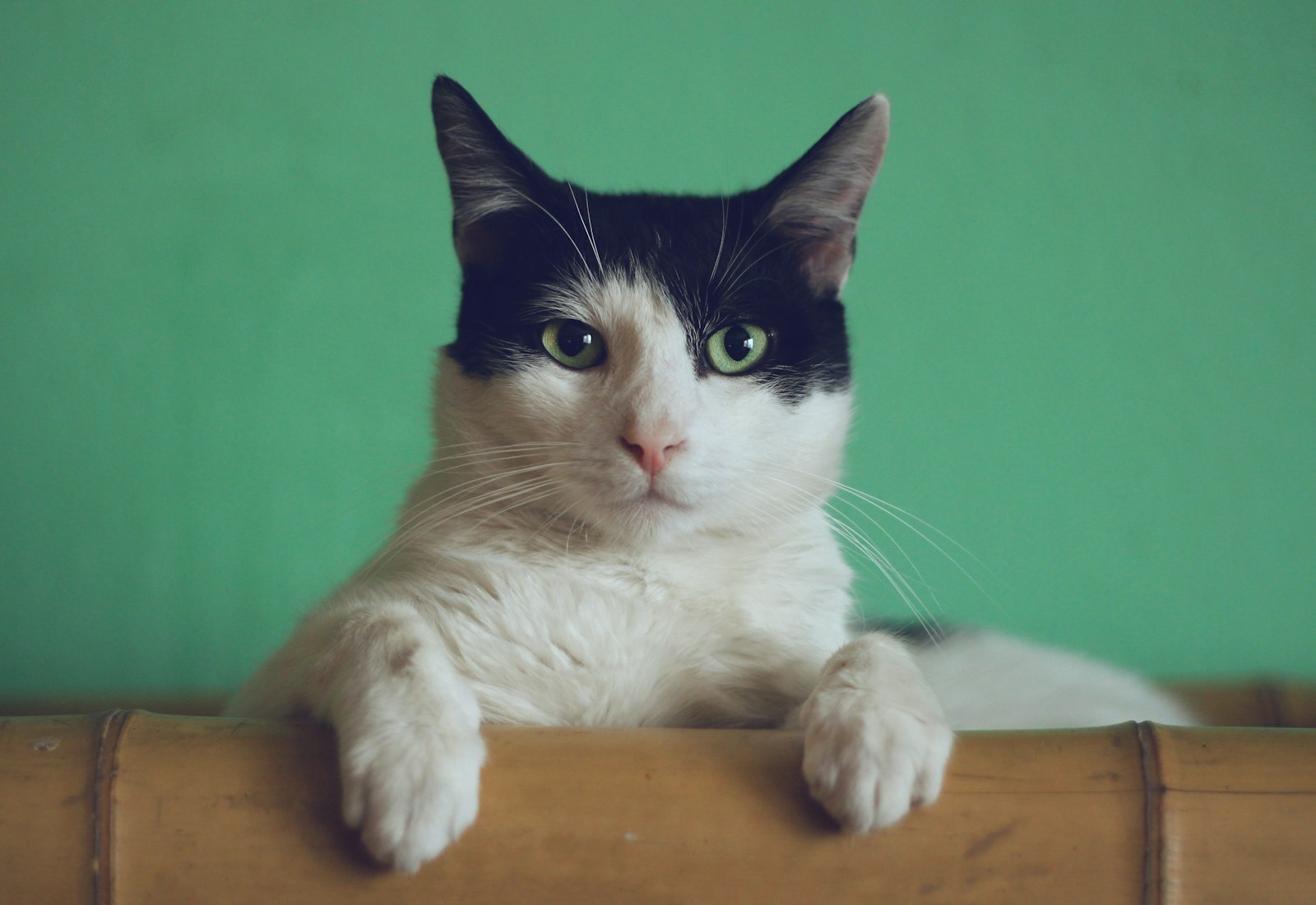 Cat Not Eating? When to Worry, Causes & What to Do (2026 Vet Guide) — editorial photo