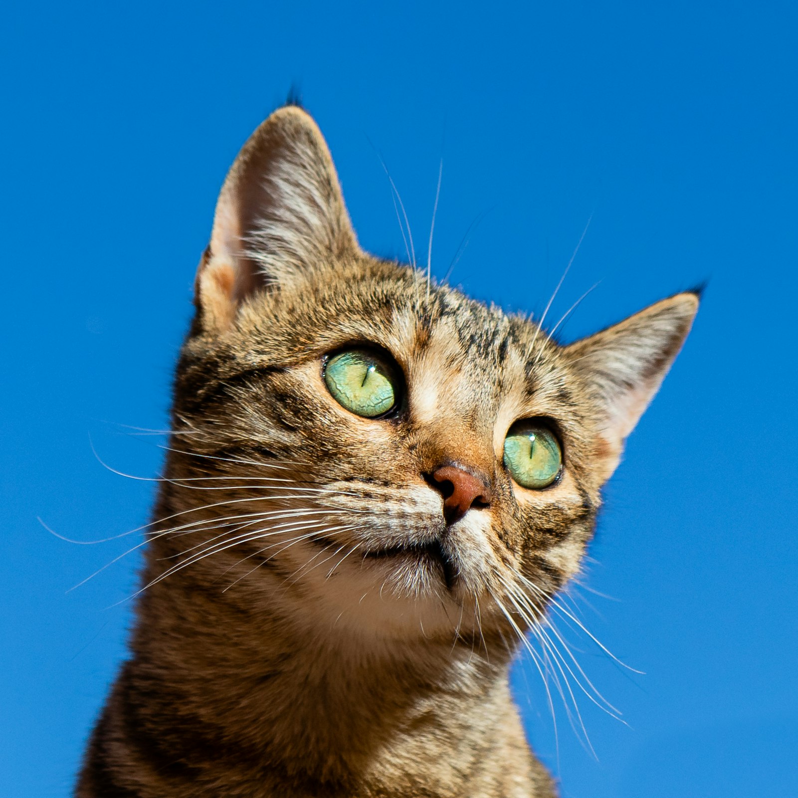 Cat Urinary Blockage Treatment Cost (2026): Real Vet Bills, PU Surgery & Prevention — editorial photo