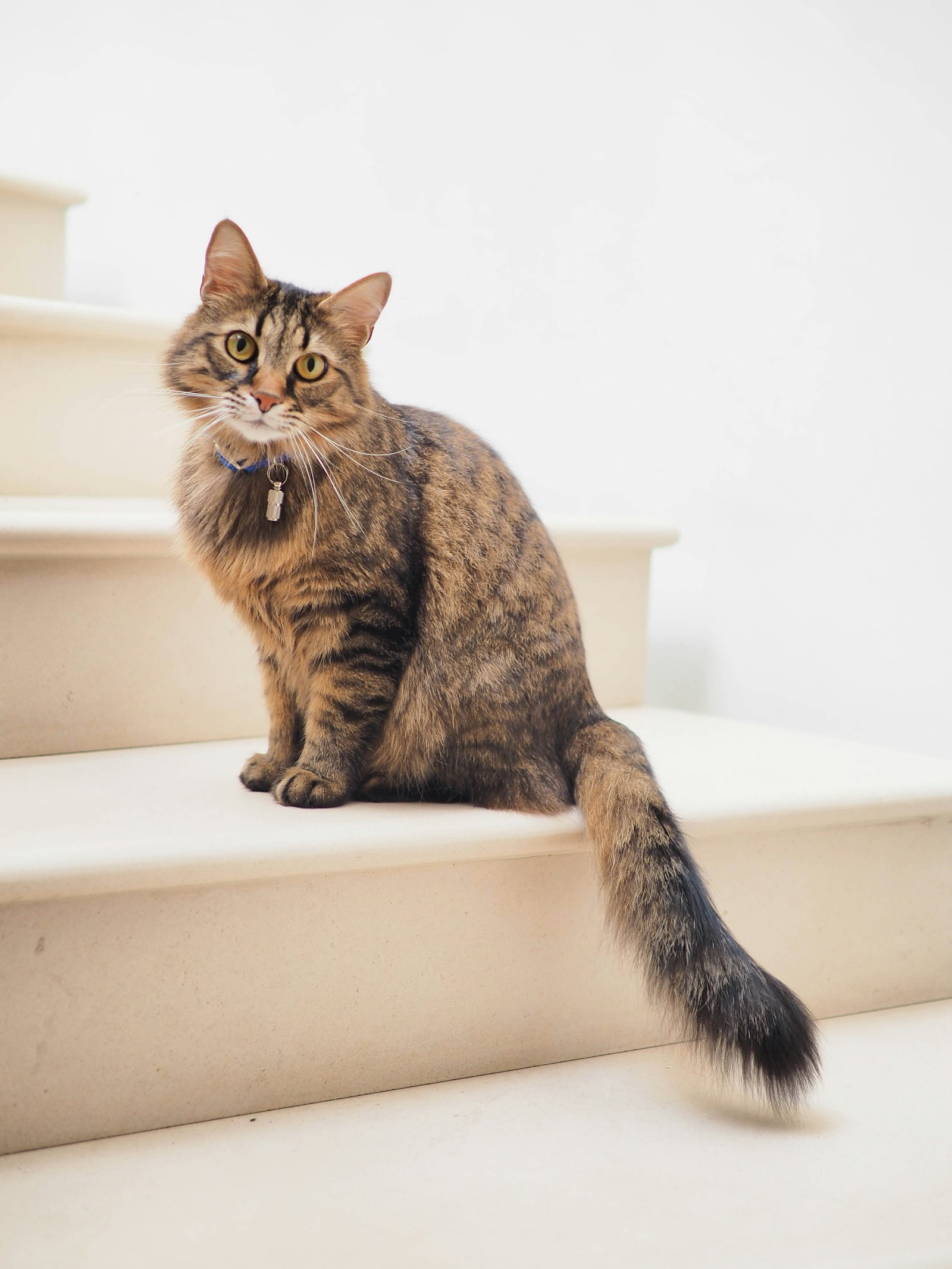 Best Cat Food for Weight Loss (2026): 9 Brands Compared With Real Prices — editorial photo