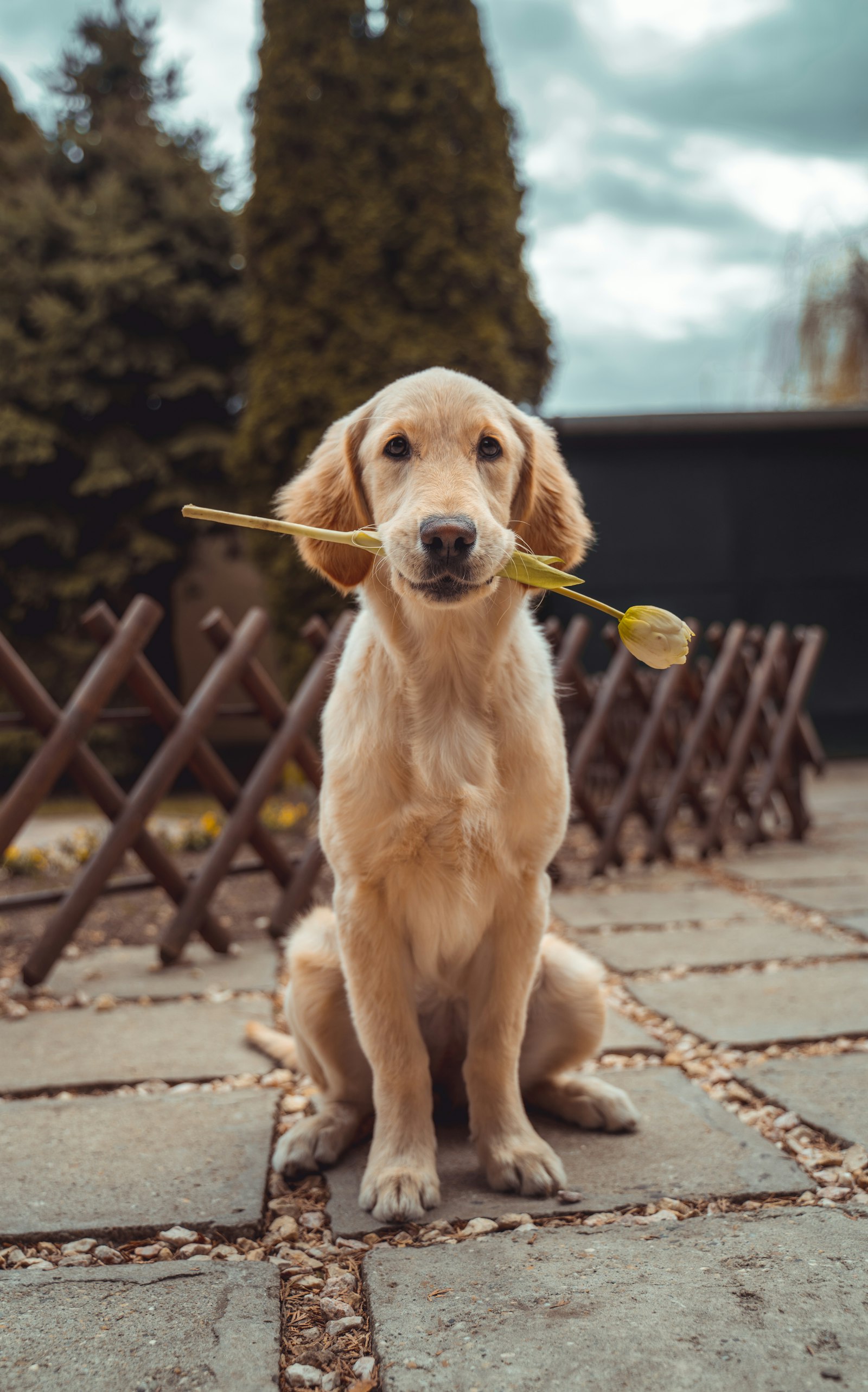 Best Dog Nail Clippers & Grinders (2026): Vet-Reviewed With Real Prices — editorial photo