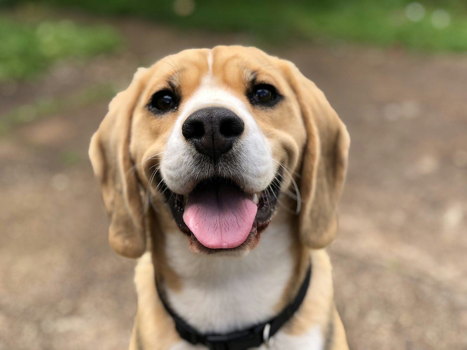 Dog Diarrhea Treatment (2026): Complete Guide With Real Costs — editorial photo
