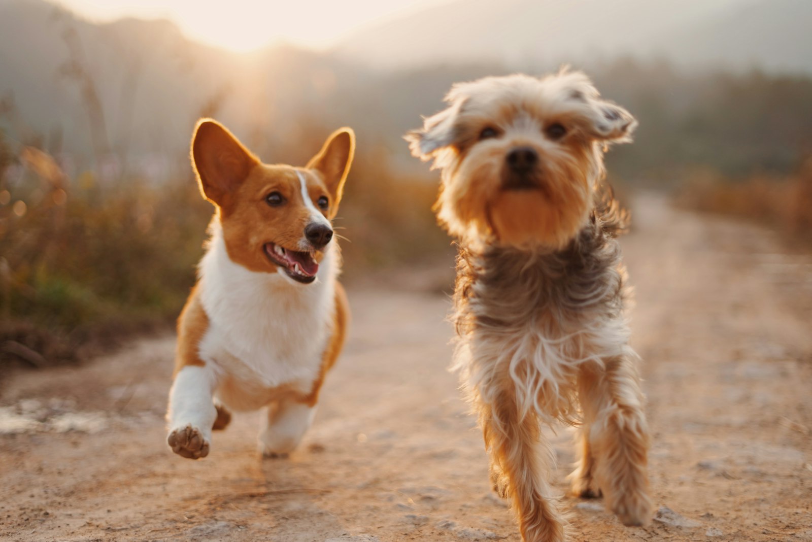Best Dog Breeds for Apartments (2026): 12 Breeds Ranked by Size, Noise & Energy — editorial photo