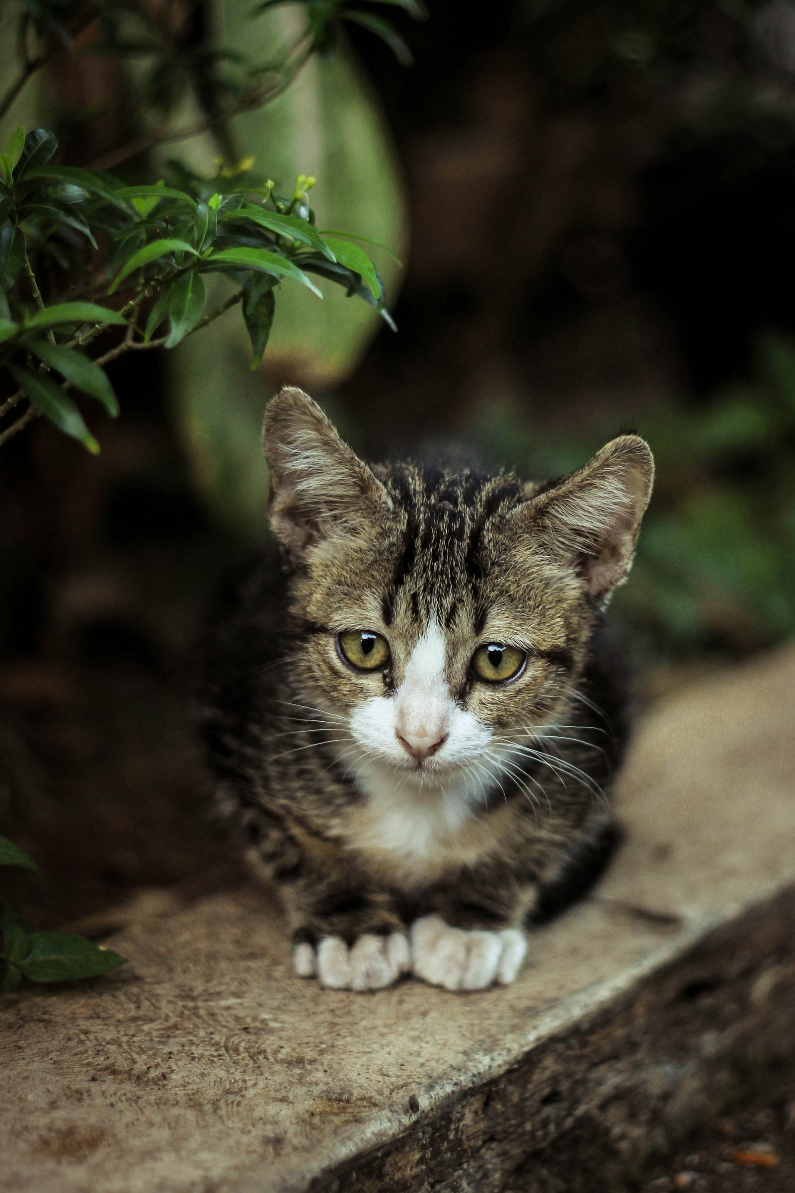 How Much Does Cat Surgery Cost? (2026): Real Prices for 10 Common Procedures — editorial photo
